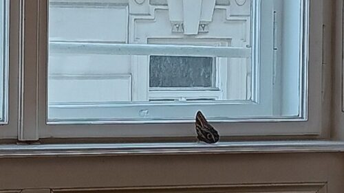 Fliegender Besuch: Das Wiener Nachtpfauenauge gibt sich die Ehre